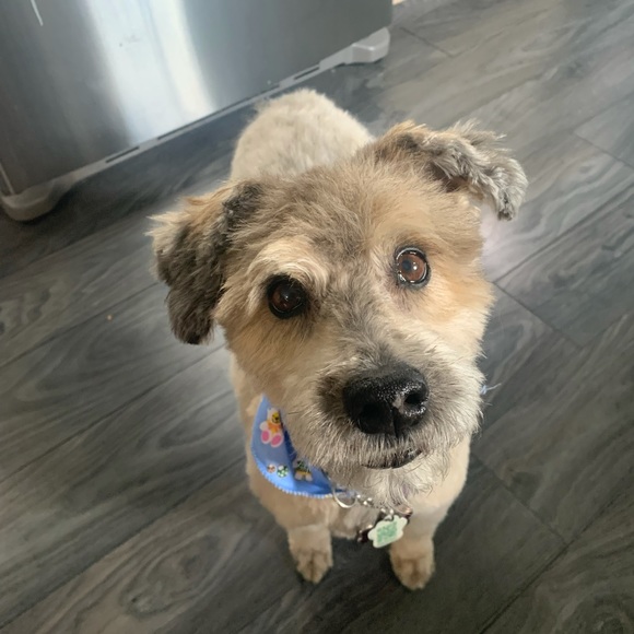 Meet your Posher, Allyson - Picture 1 of 1